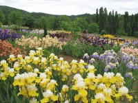 /album/galerie-de-photos-floraisons/jardin-2014-577-comp-jpg/